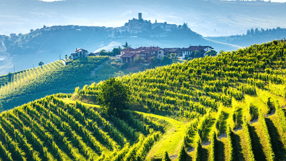 José Maria da Fonseca Winery Nearly Two Centuries of Portuguese Winemaking